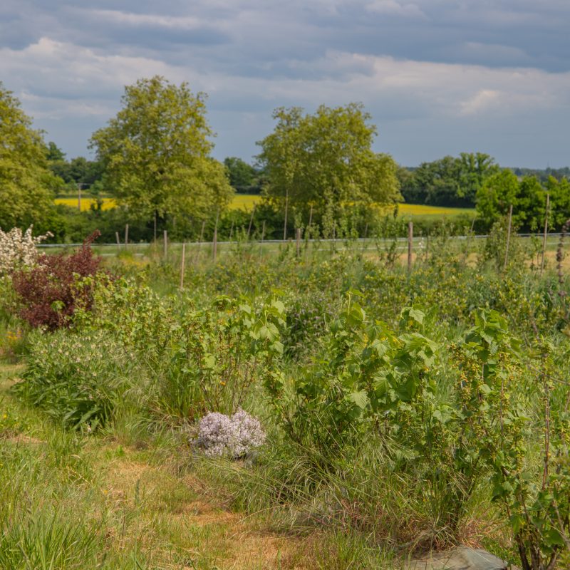 Haie fruitiere et mellifere