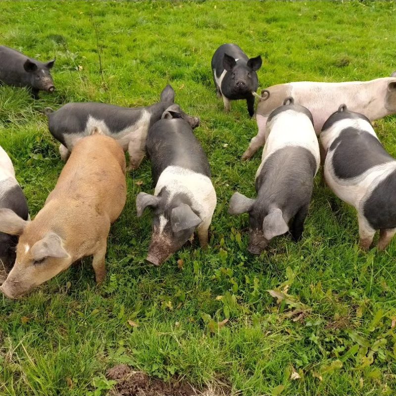 cochons2